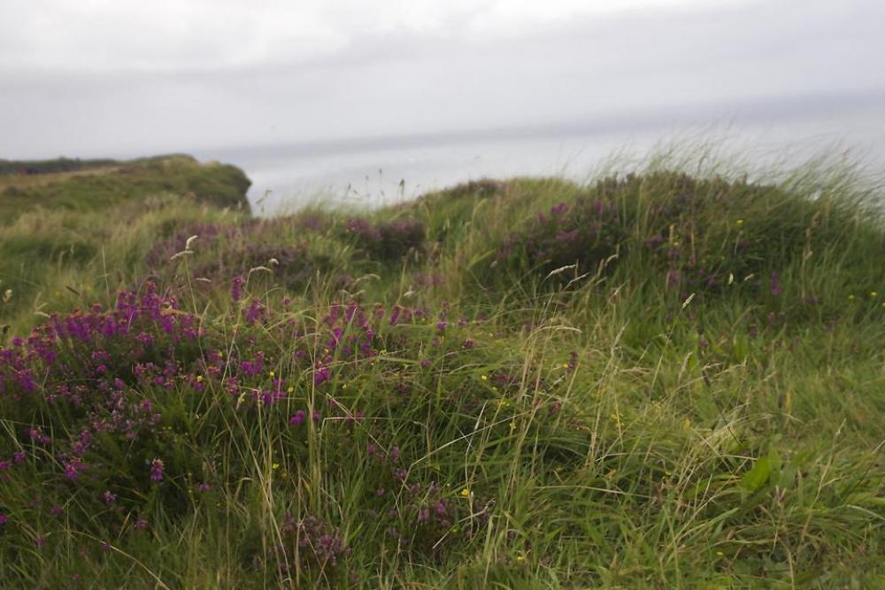 Heather Ireland Irish Celtic Cliffs of Moher Heather Ireland Irish Celtic Cliffs of Moher