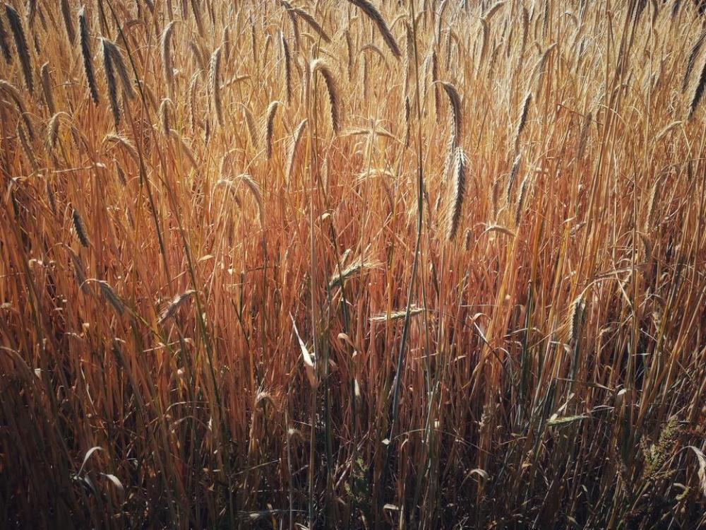 field fields granes sun sunlight field fields granes sun sunlight