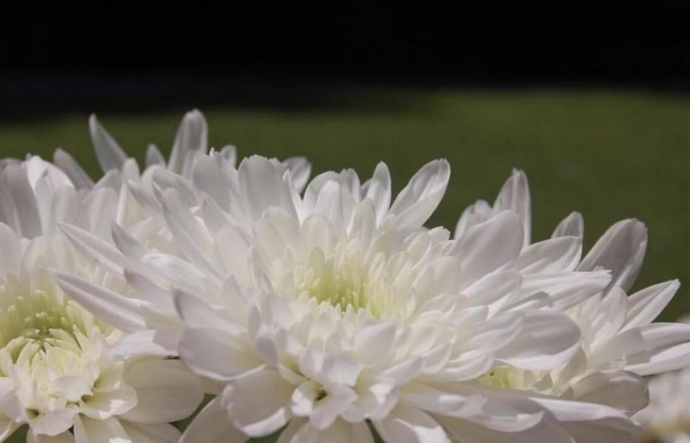 white mum chrysanthemum flower white mum chrysanthemum flower