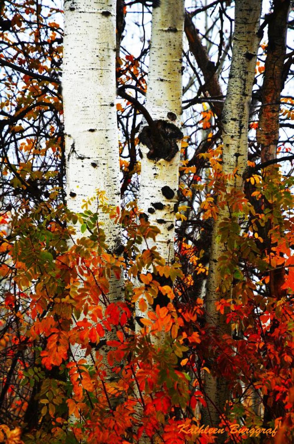 Autumn fall foliage leaves Autumn fall foliage leaves
