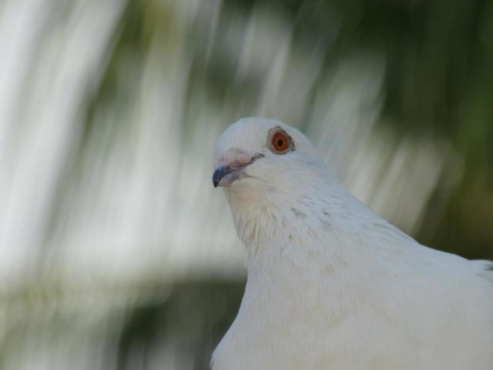 dove bird dove bird
