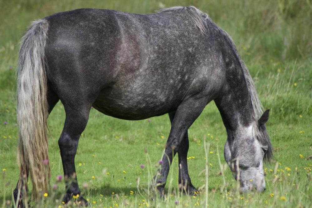 Horse Grazing Dappled Horse PastureField Ireland Horse Grazing Dappled Horse PastureField Ireland