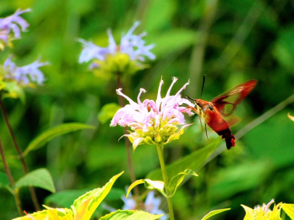 Hummingbird moth flower nature Hummingbird moth flower nature