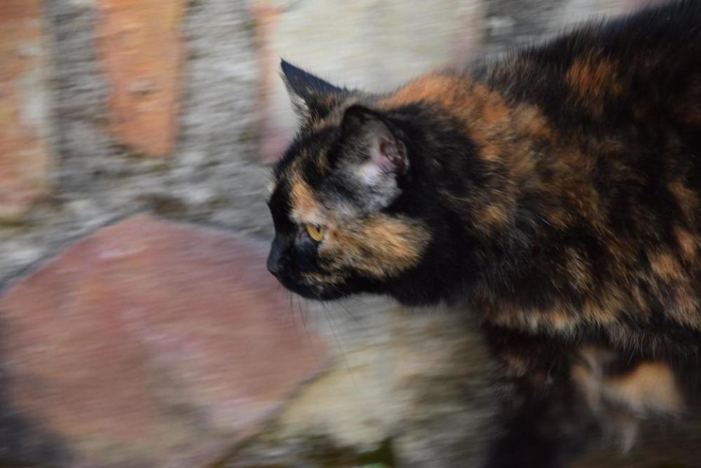 cat animal pet mammal Tri-color cat animal pet mammal Tri-color