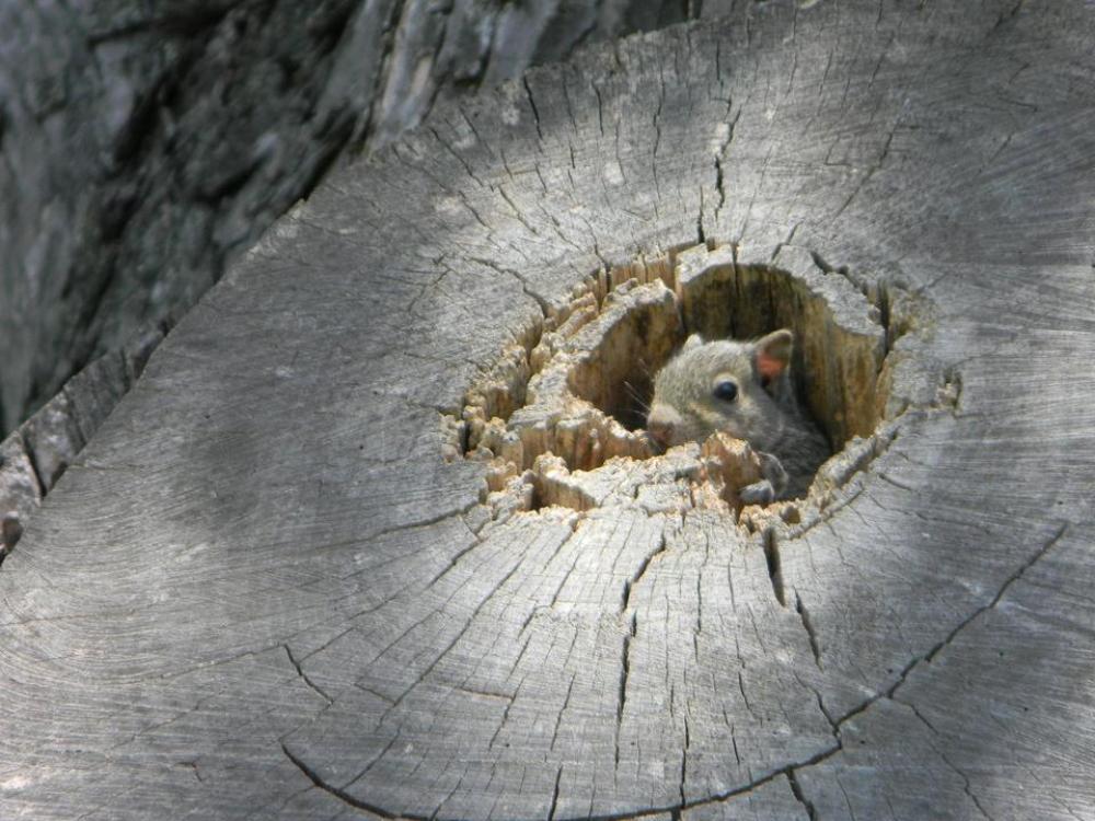 squirrel animals cute squirrels squirrel animals cute squirrels