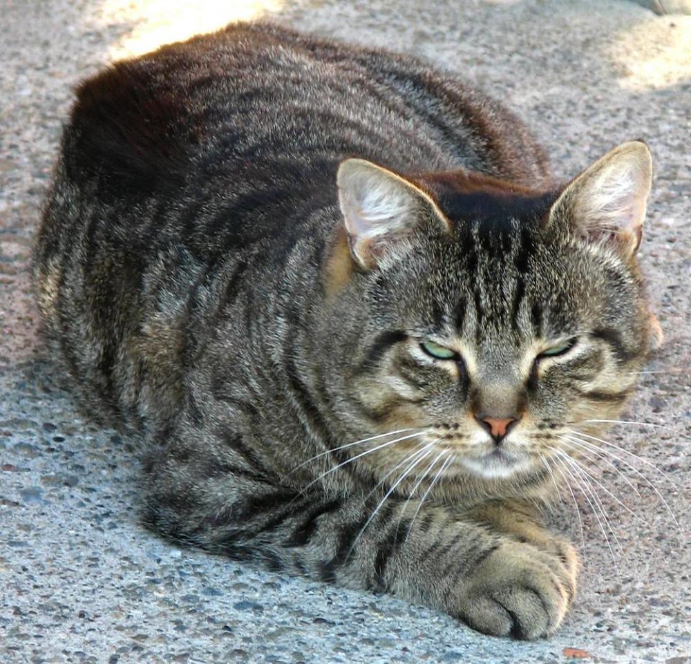 cat feline domestic cat tabby striped cat feline domestic cat tabby striped