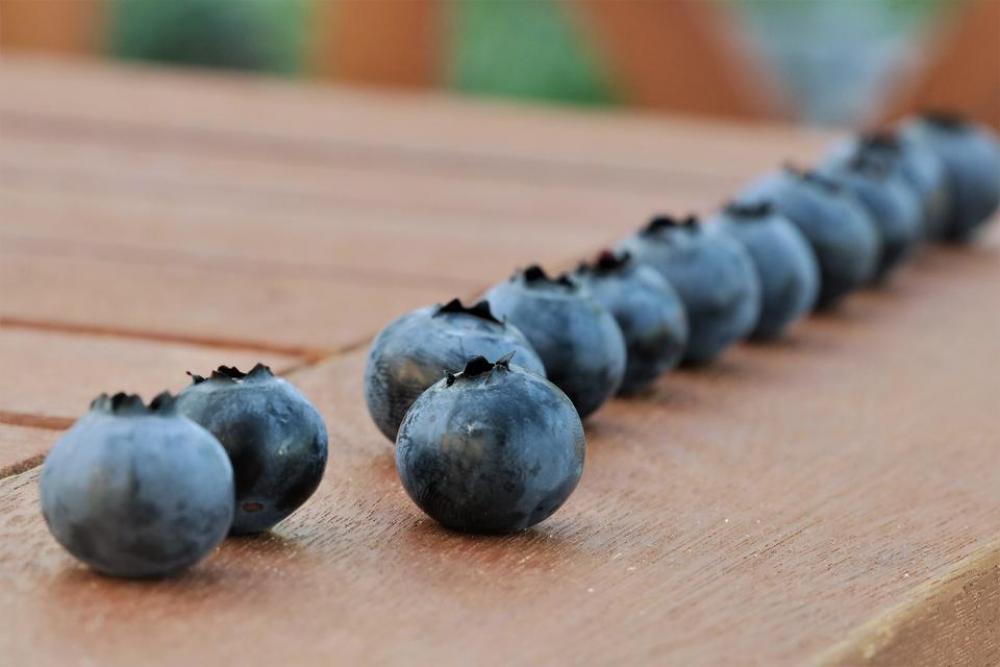 blueberries blue berries wood line blueberries blue berries wood line