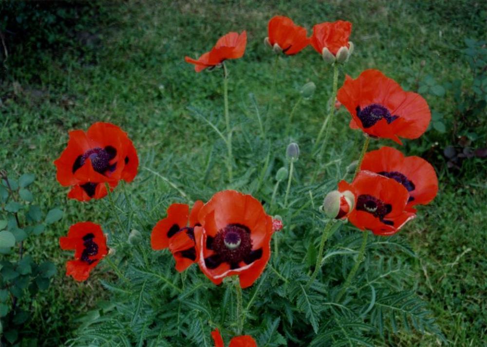 Poppies flowers Poppies flowers