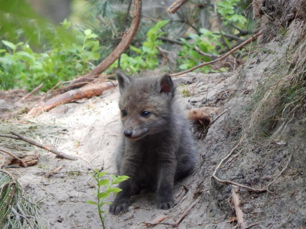 little Fox wild nature sweet forest little Fox wild nature sweet forest