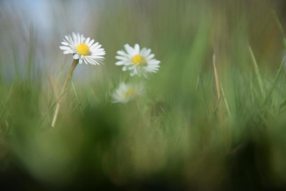 daisy flower gras view spring daisy flower gras view spring