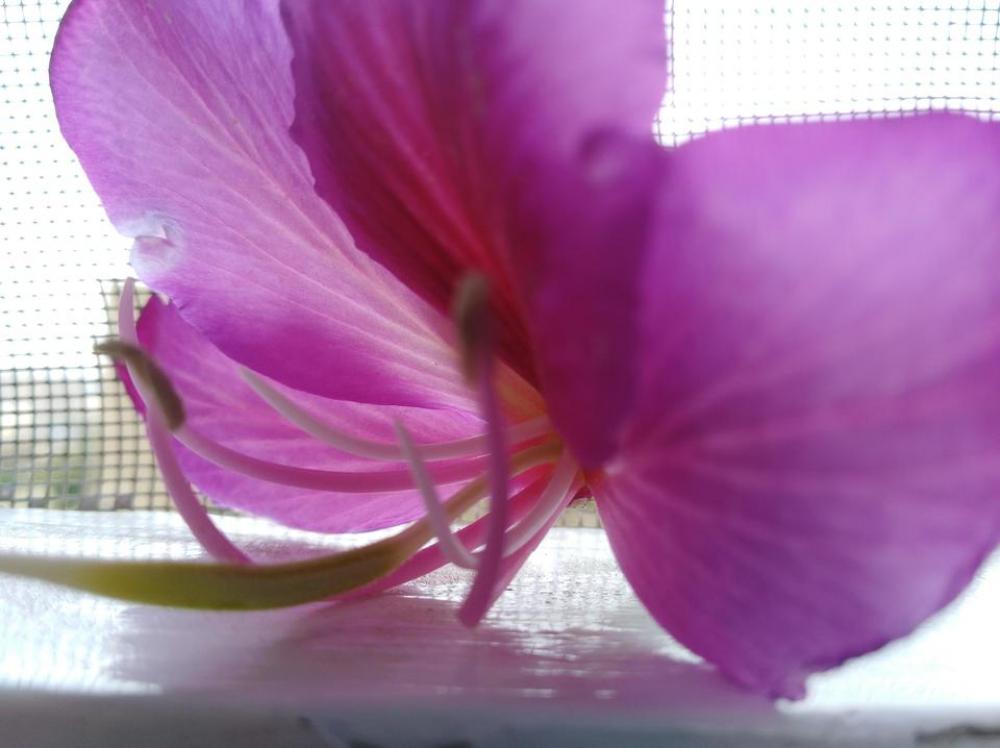 Orchids flower floral Orchids flower floral