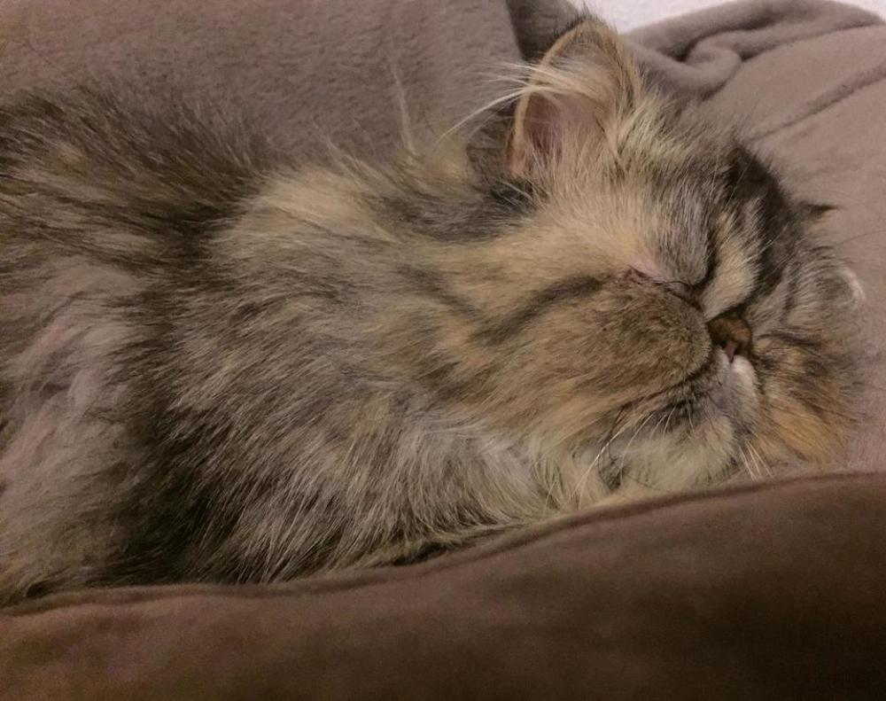 Cat pets Cat pets