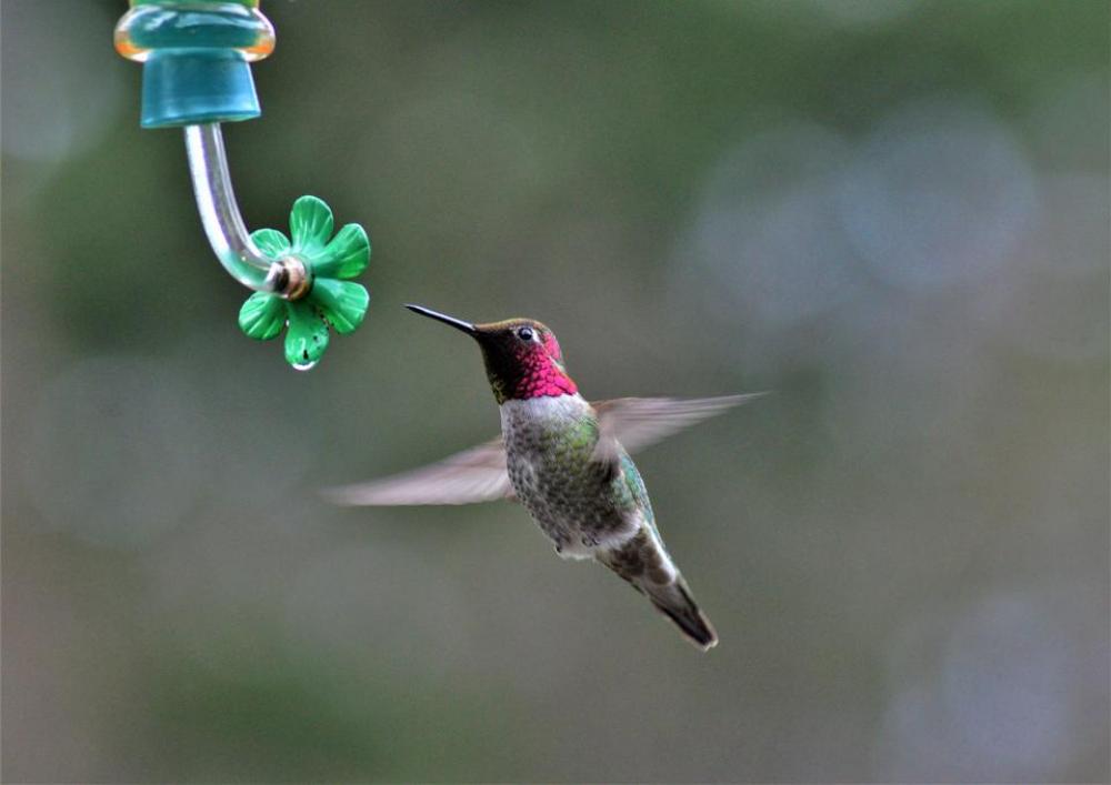 Annas hummingbird bird red Annas hummingbird bird red