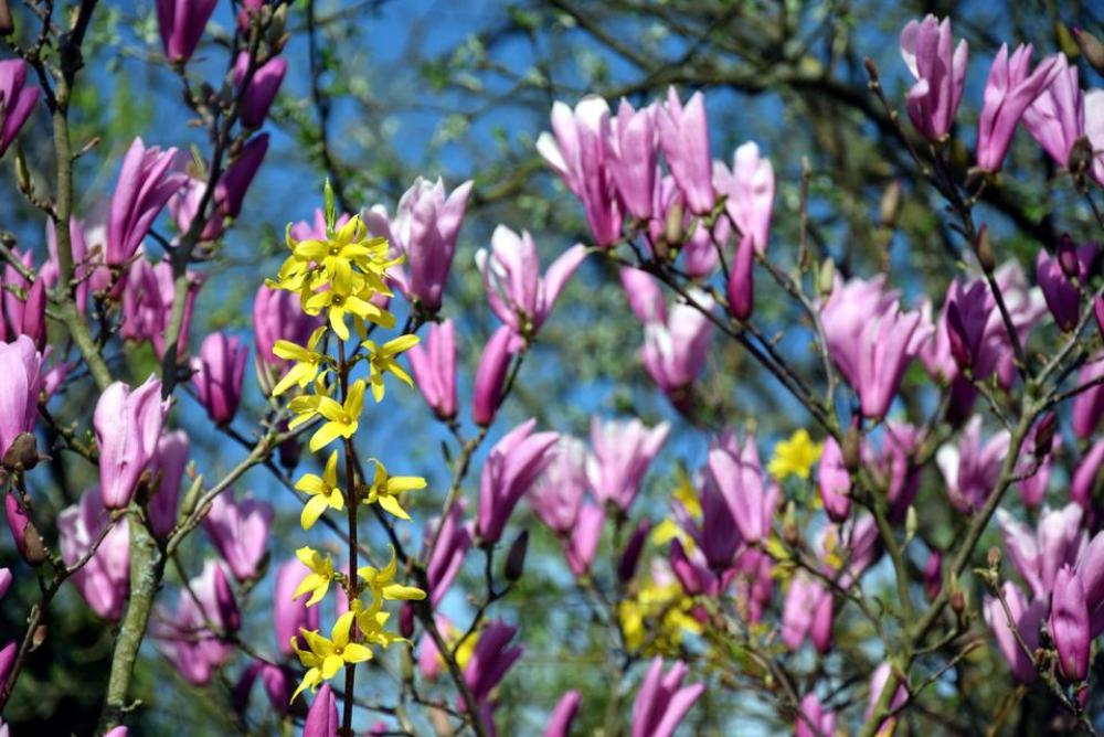 magnolia blossom tree flower pink magnolia blossom tree flower pink