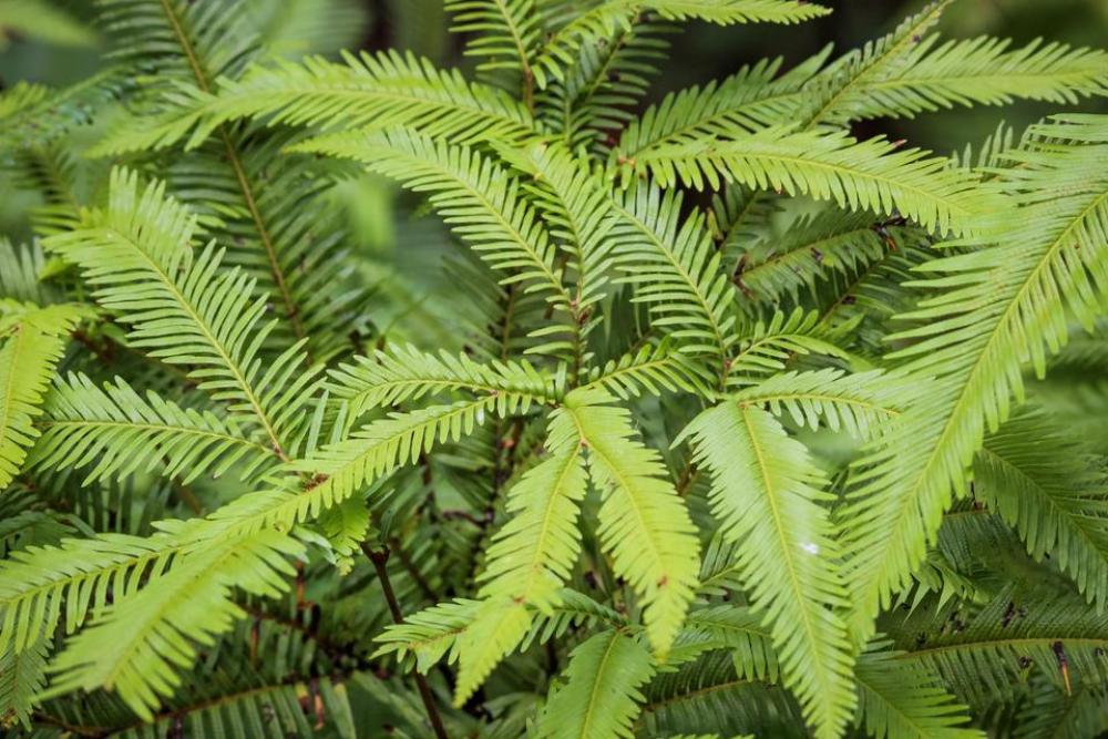plants green leaves ferny plants green leaves ferny