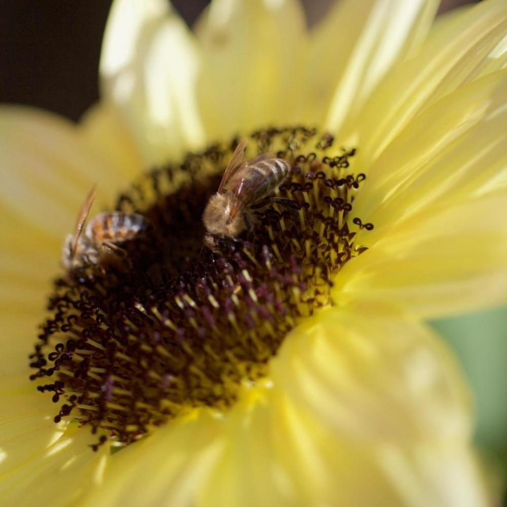 Bee bees pollen insects Bee bees pollen insects