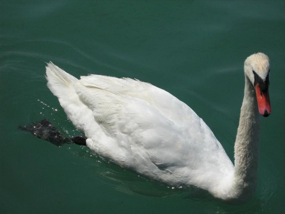 swan bird animal lake water swan bird animal lake water
