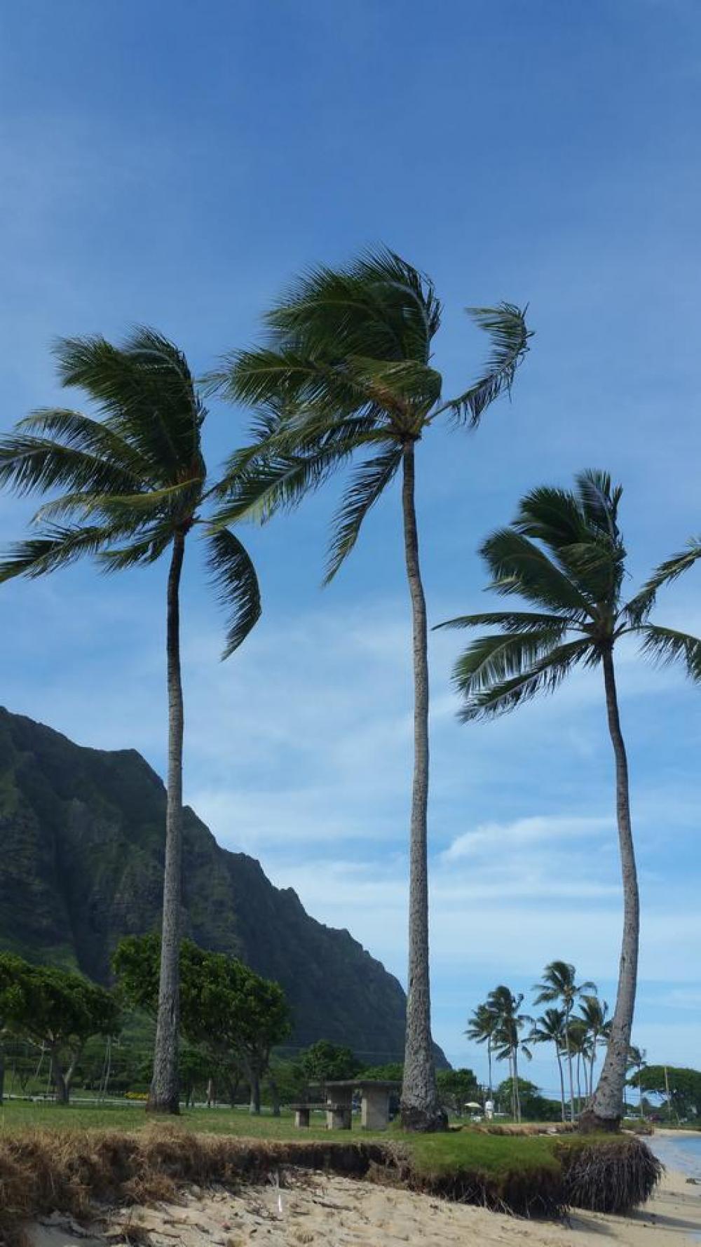 Palm Trees Hawaii North Shore Oahu Aloha Palm Trees Hawaii North Shore Oahu Aloha