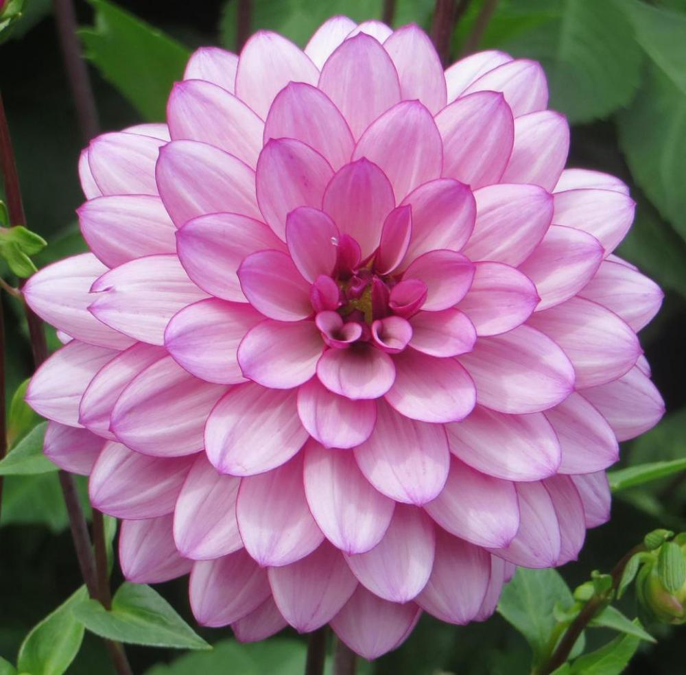 dahlia plant Pink flower flower garden dahlia plant Pink flower flower garden