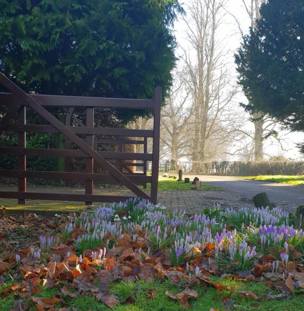crocus spring flowers spring crocus spring flowers spring