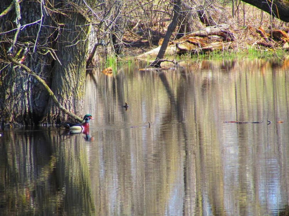 Wood Duck Carolina Duck waterfowl bird Wood Duck Carolina Duck waterfowl bird