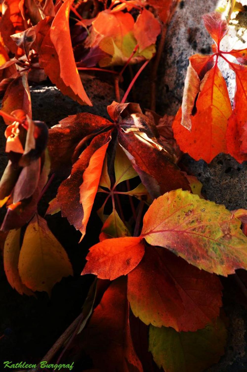 Autumn fall foliage leaves Autumn fall foliage leaves