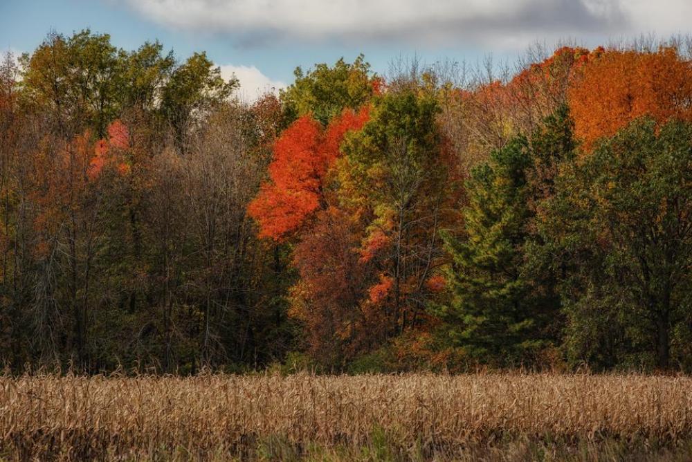 foliage leaves Autumn fall foliage leaves Autumn fall