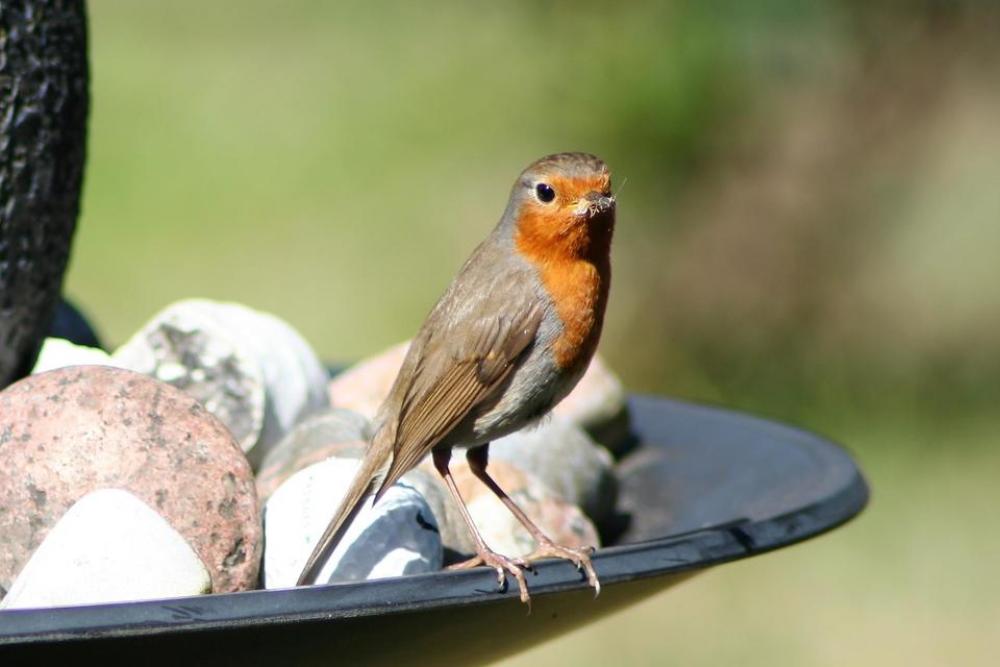 Bird Bird