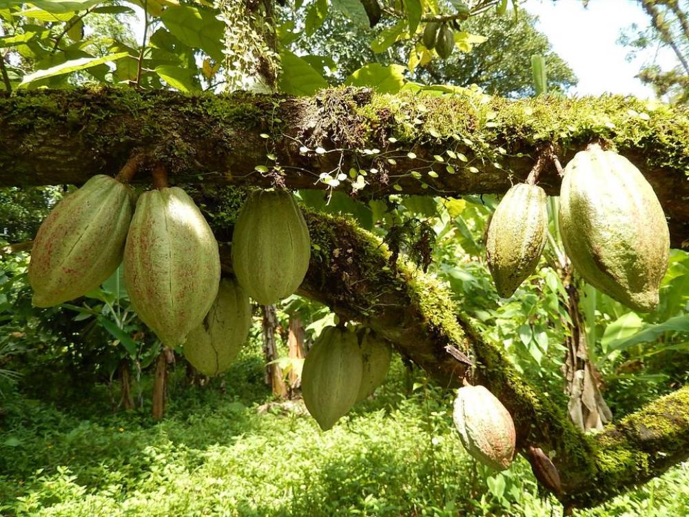Chocolate beans Chocolate beans cacao Chocolate beans Chocolate beans cacao