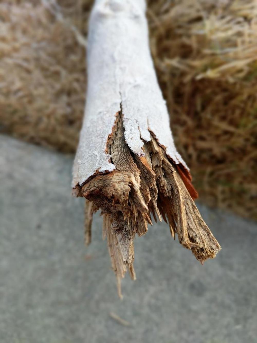 tree tree broken branch wood tree tree broken branch wood