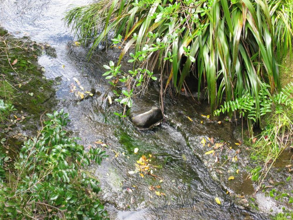 Creek New Zealand water nature Creek New Zealand water nature