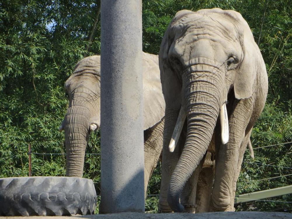 elephant animal large animals zoo elephant animal large animals zoo