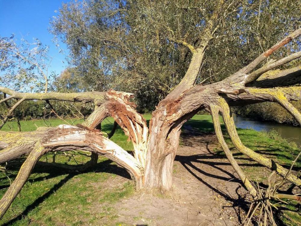 willow tree arch narnia lightning willow tree arch narnia lightning
