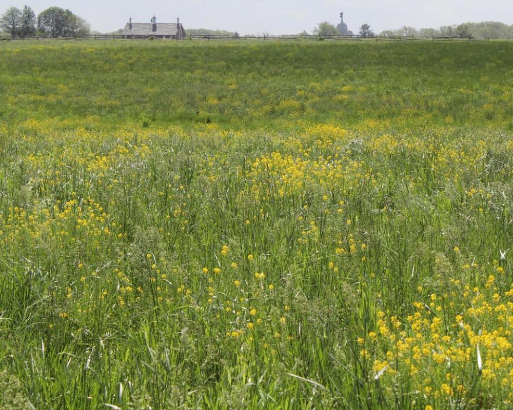 Gettysburg Pickett's Charge field battlefield landscape Gettysburg Pickett's Charge field battlefield landscape