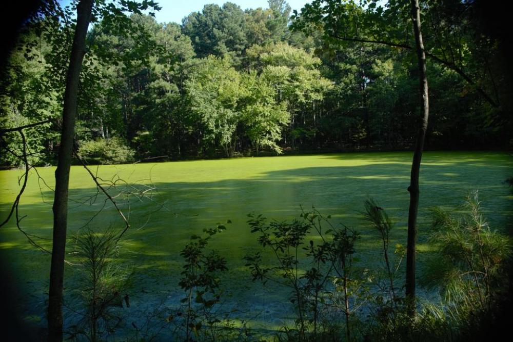 Lake Water Tree Path Green Lake Water Tree Path Green