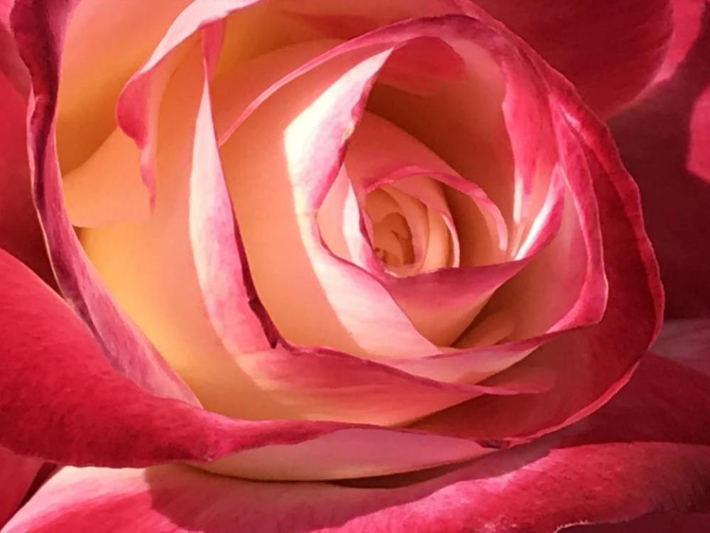 Rose flower pink rose garden Rose flower pink rose garden