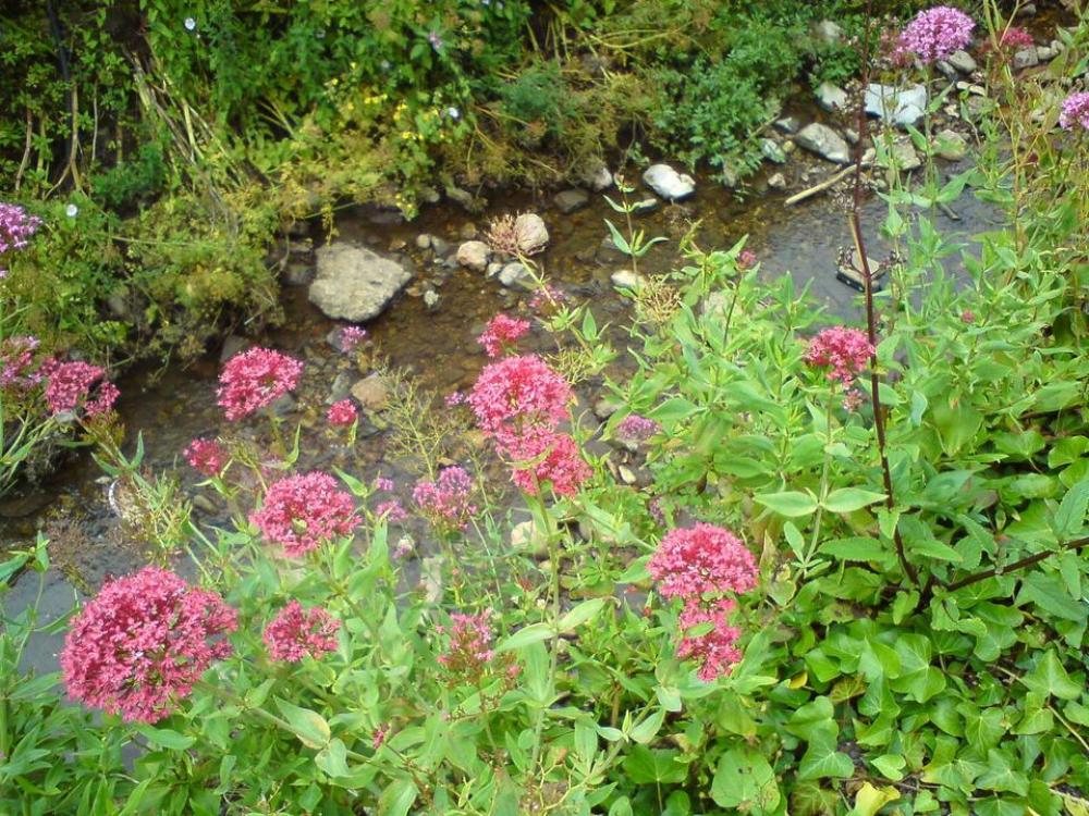 pink flowers stream green foliage pebbles pink flowers stream green foliage pebbles