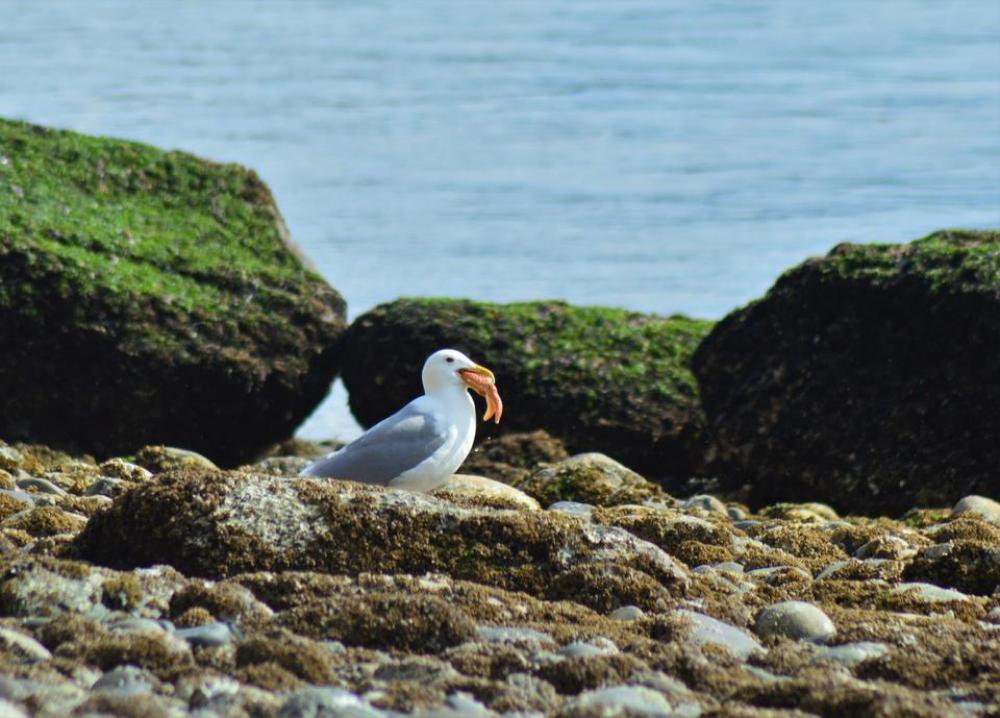 seagull star fish gull starfish seagull star fish gull starfish