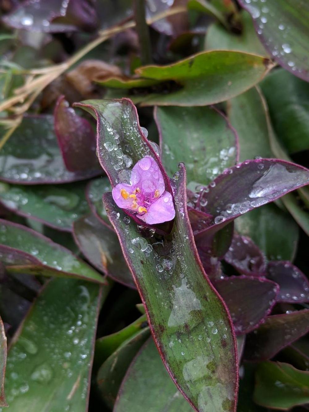 flower growth wet water drops droplets flower growth wet water drops droplets