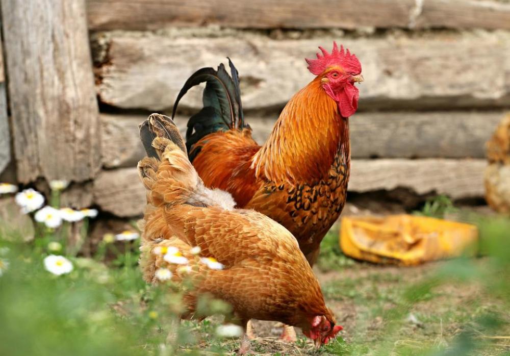 rooster hen chickens fowl farm rooster hen chickens fowl farm