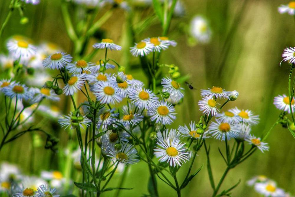 nature plant daisy flower flowers nature plant daisy flower flowers
