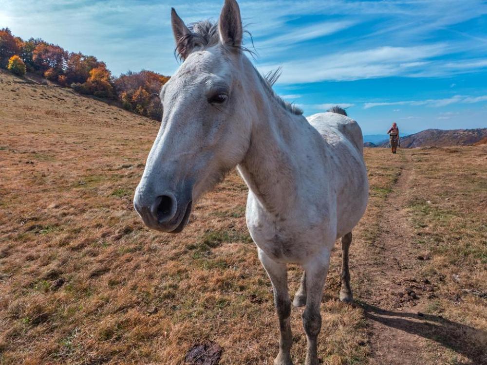 horse portrait animals domestic horse portrait animals domestic
