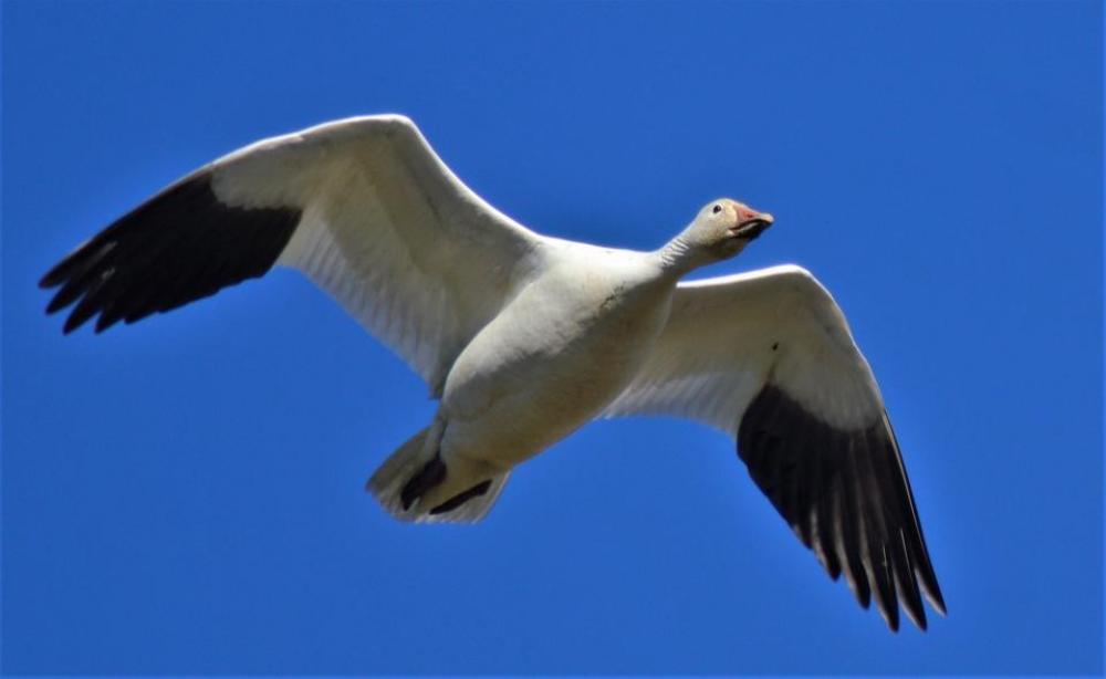 snow goose bird geese snow goose bird geese