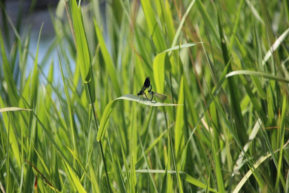 dragonfly insect blue love #dragonfly dragonfly insect blue love #dragonfly