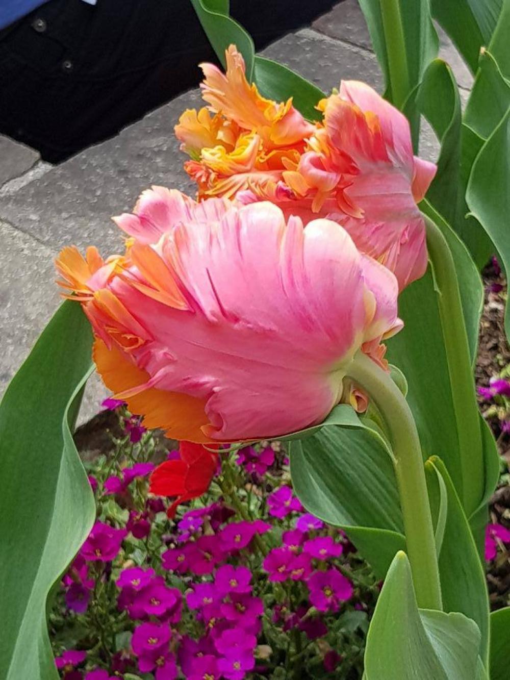 tulip flowers tulip flowers