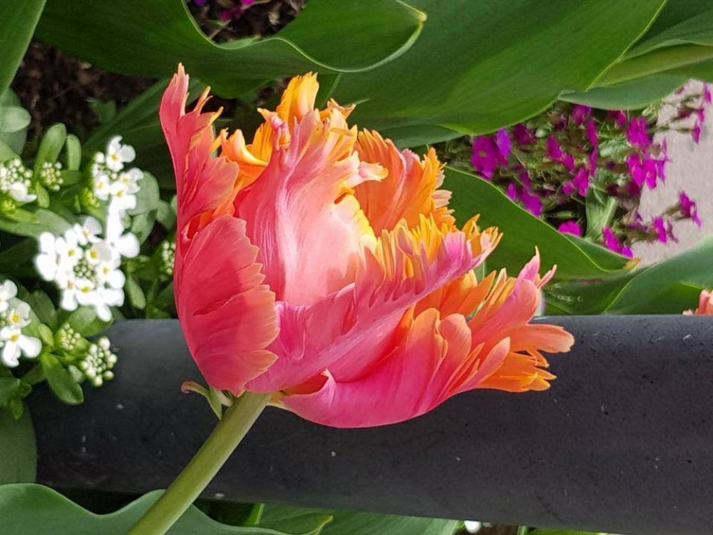 tulip flowers tulip flowers
