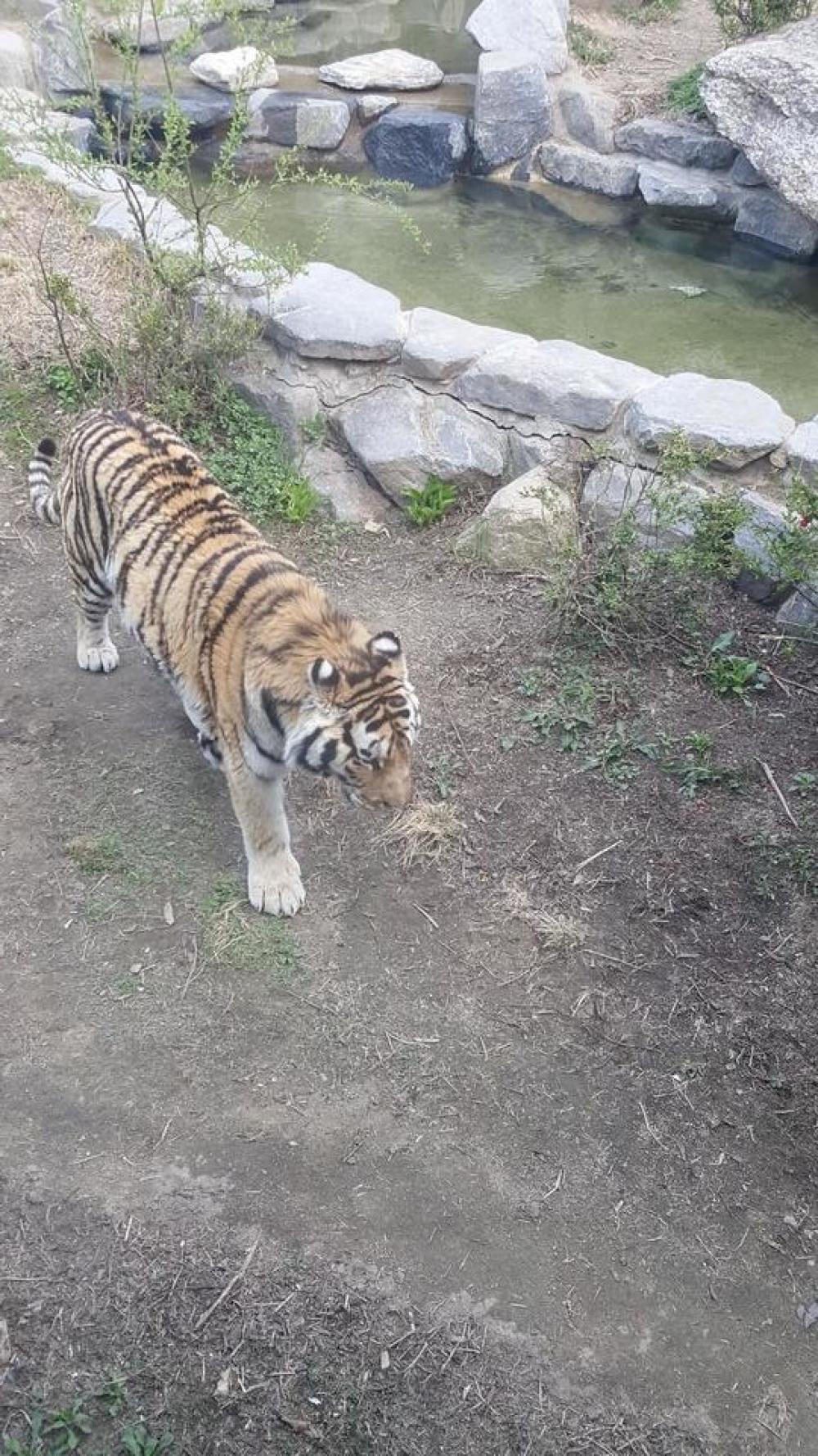 zoo animal tiger beast predatory zoo animal tiger beast predatory