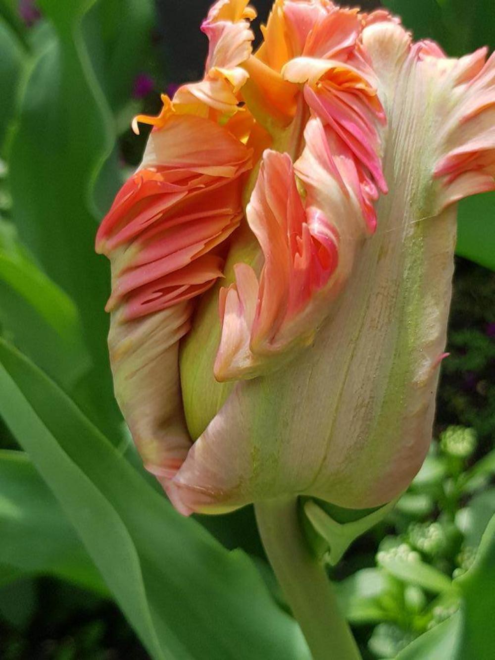 tulip flowers tulip flowers