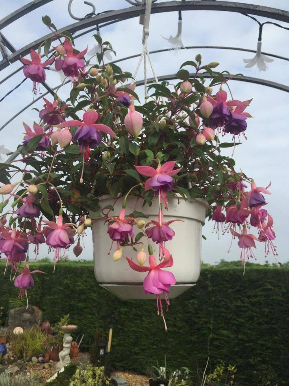 Flowers fustian pink flowers hanging basket Flowers fustian pink flowers hanging basket