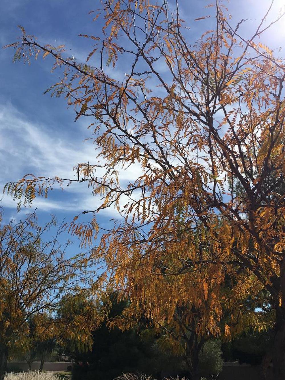 mesquite tree desert plant yellow mesquite tree desert plant yellow
